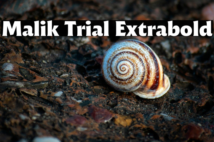 Malik Trial Extrabold Example 3