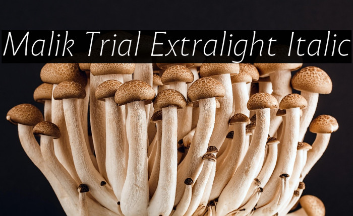 Malik Trial Extralight Italic Example 2