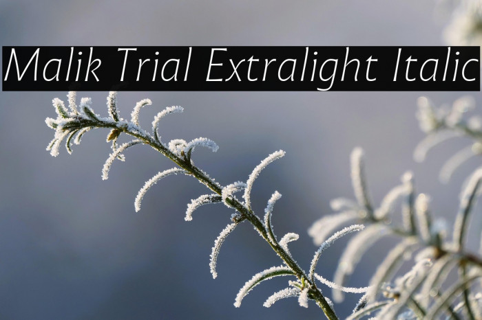 Malik Trial Extralight Italic Example 3
