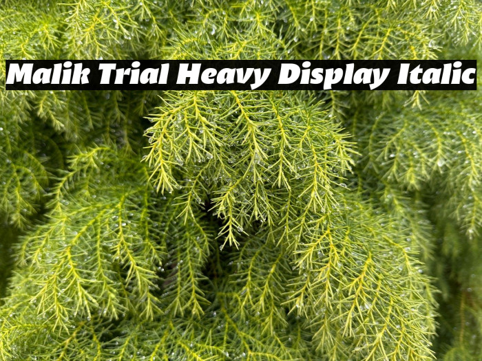 Malik Trial Heavy Display Italic Example 2
