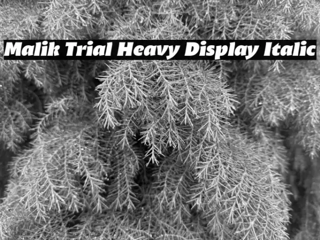 Malik Trial Heavy Display Italic Font examples
