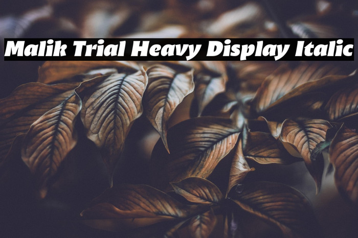 Malik Trial Heavy Display Italic Example 3