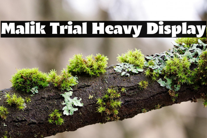 Malik Trial Heavy Display Example 2