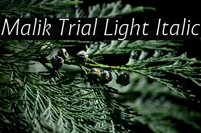 Malik Trial Light Italic Example 2