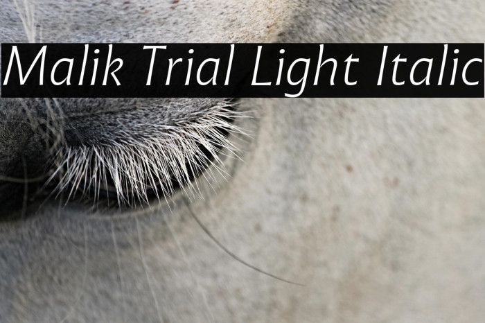 Malik Trial Light Italic Example 3