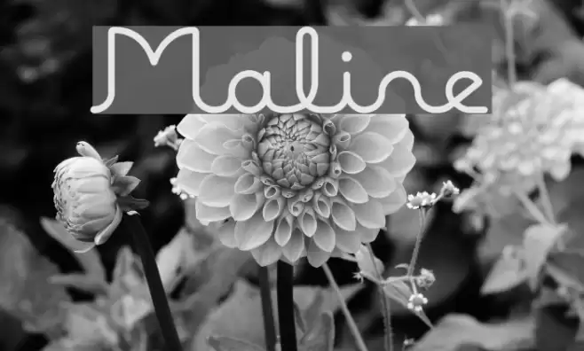 Maline Font examples