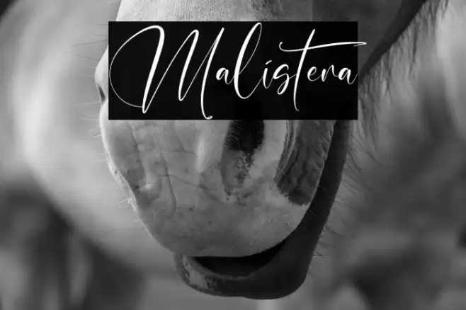 Malistera Font examples