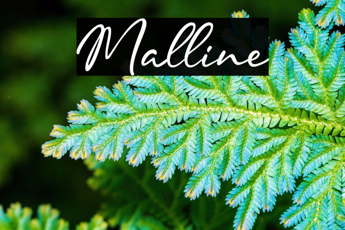 Malline Example 3