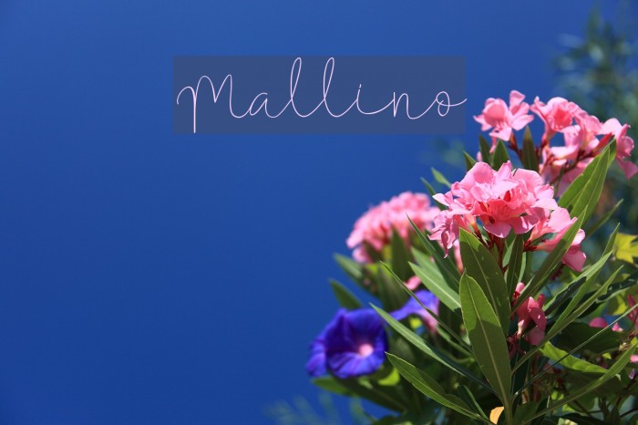 Mallino Font examples