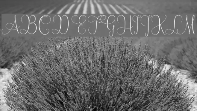 MallowScript Font examples