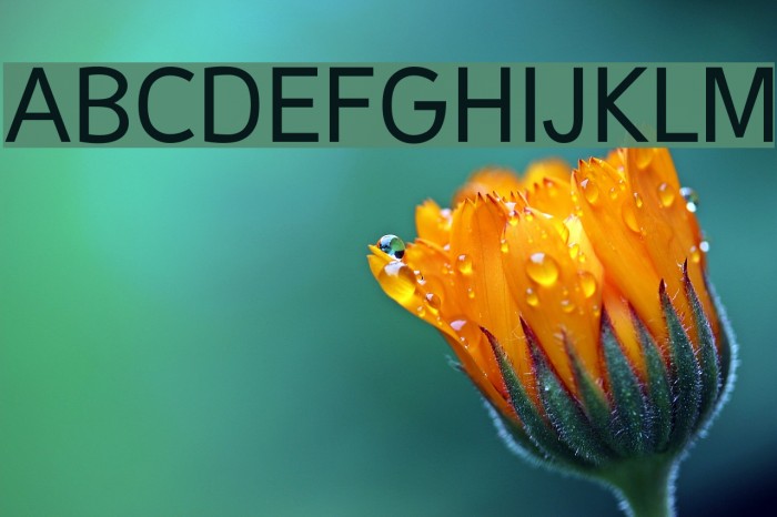 Malter Sans Regular Demo Example 2