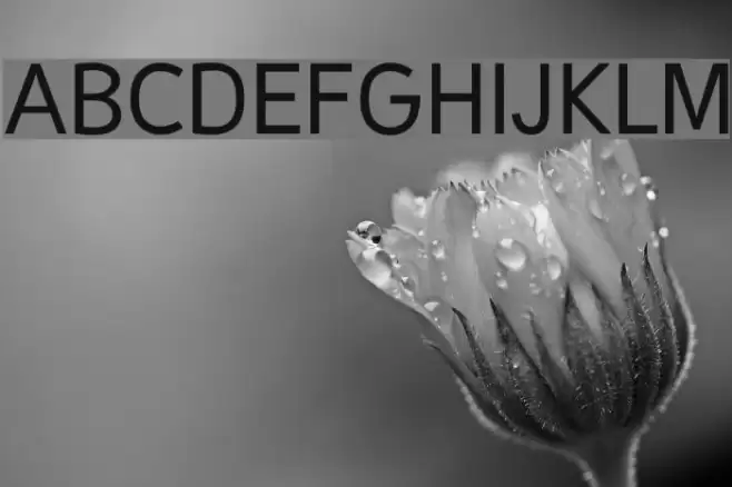 Malter Sans Regular Demo Font examples