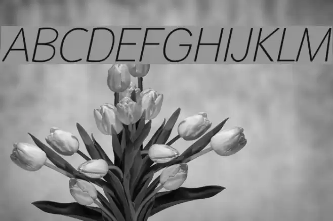 Malter Sans Thin Italic Demo Font examples