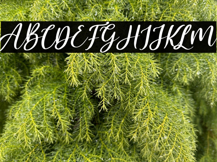 Malyska Italic Example 1