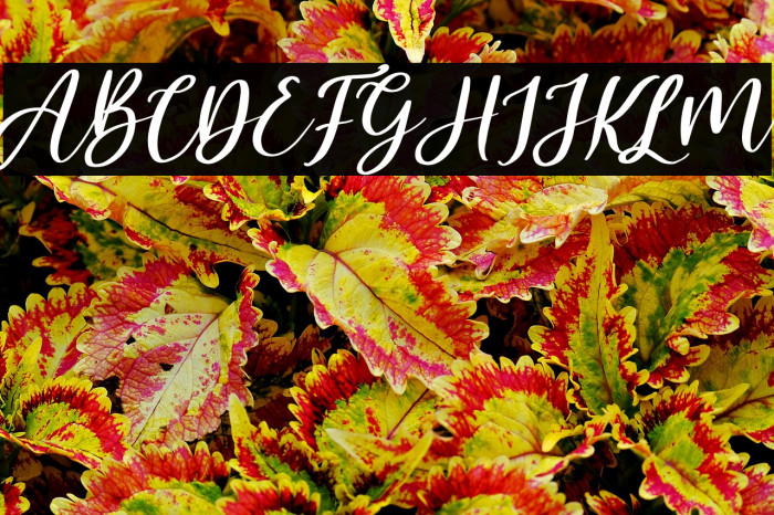 Malyska Italic Example 3