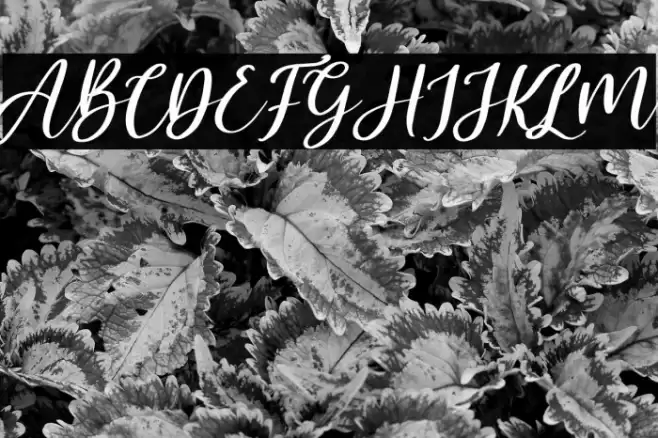 Malyska Italic Font examples