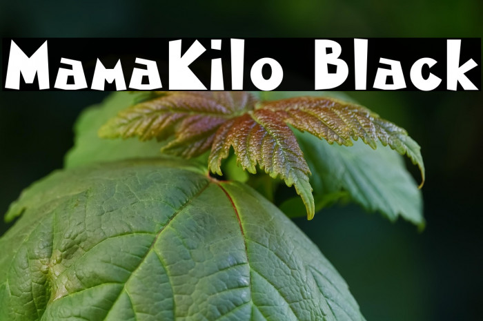 MamaKilo Black Example 3