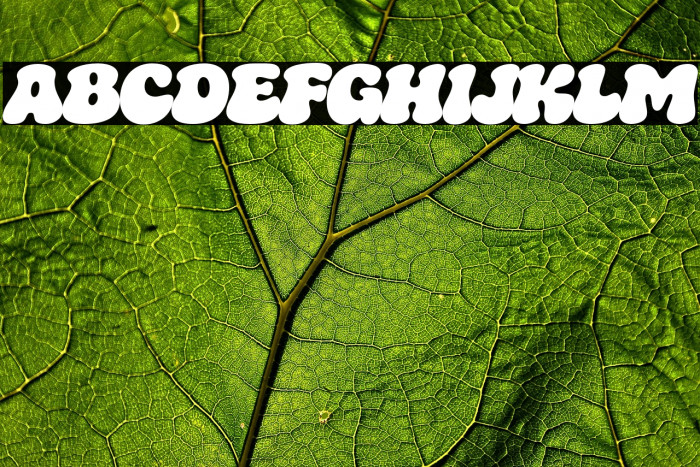 Mamboe Trial Regular Example 2