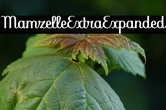 Mamzelle Extra Expanded Example 2