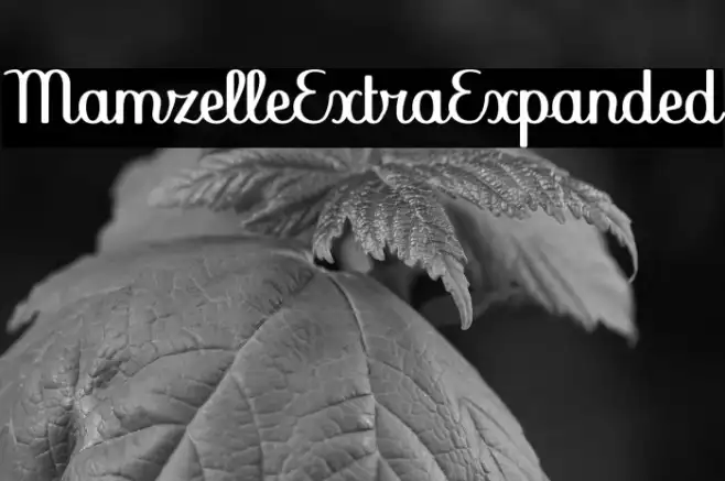 Mamzelle Extra Expanded Example 2