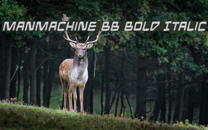 ManMachine BB Bold Italic Font examples