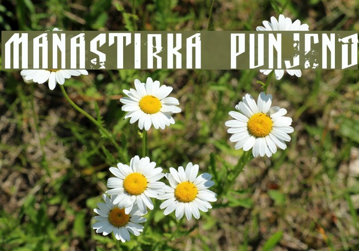 Manastirka punjeno Font examples