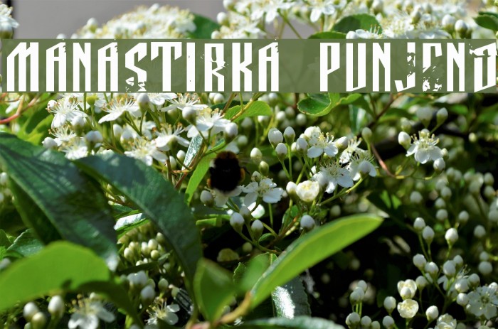 Manastirka punjeno Font examples