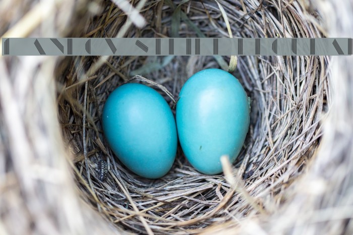 ManbowStripe-Regular Example 2