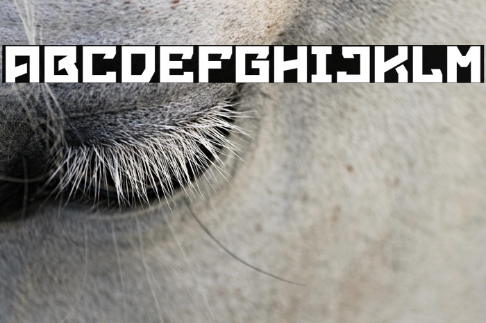 Mancha Bold Example 3