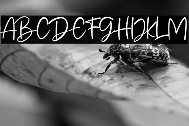 Mandala Handmade Caratteri examples