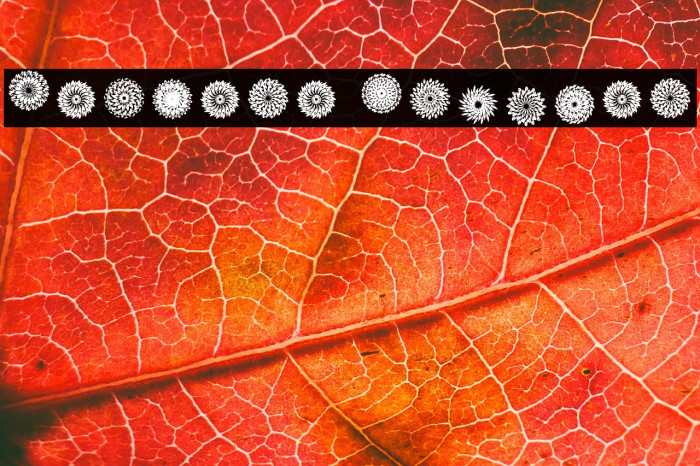 Mandara Regular Example 1