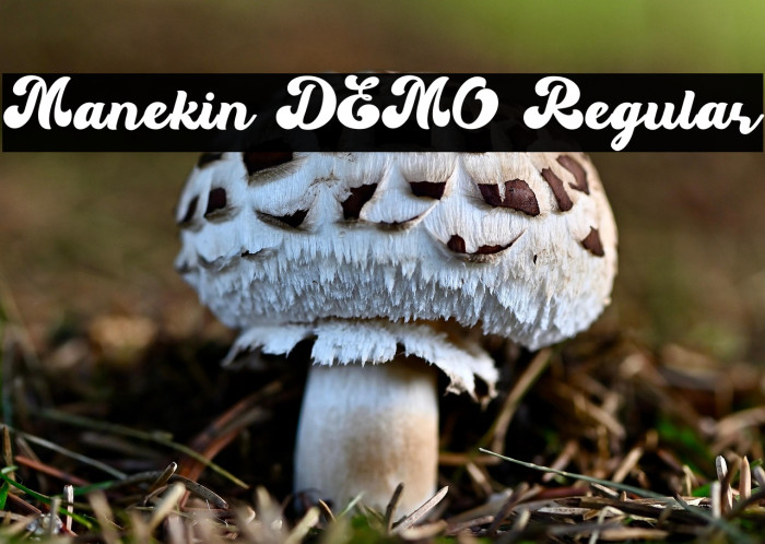 Manekin DEMO Regular Example 1