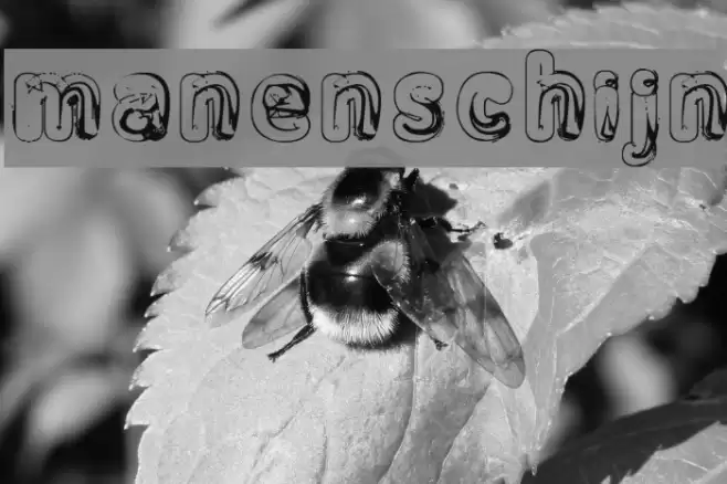 Manenschijn Font examples