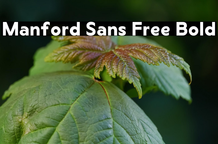 Manford Sans Free Bold Example 2