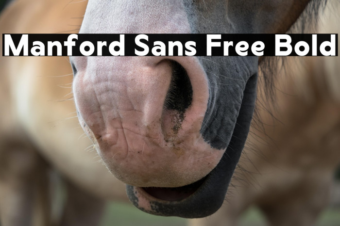 Manford Sans Free Bold Example 3