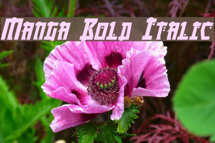 Manga Bold Italic Example 2