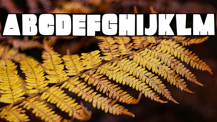 Mango Pudding Example 1