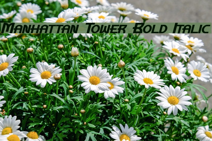 Manhattan Tower Bold Italic Font examples