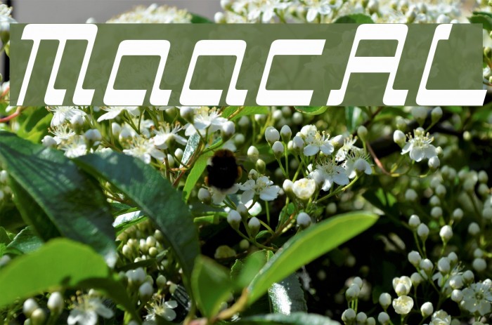 ManiacAL Font examples