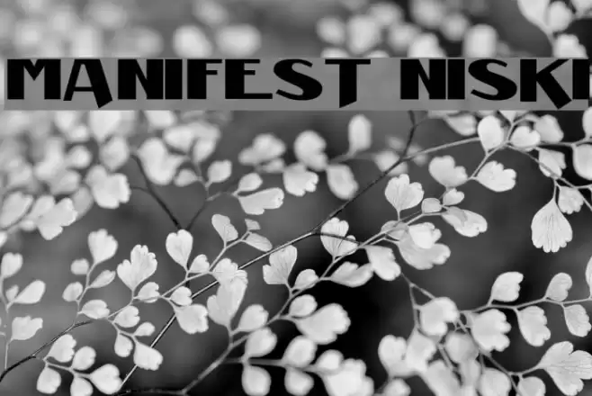 Manifest Niski Font examples