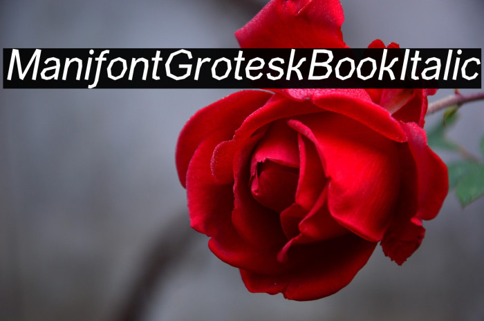 ManifontGroteskBookItalic Example 2