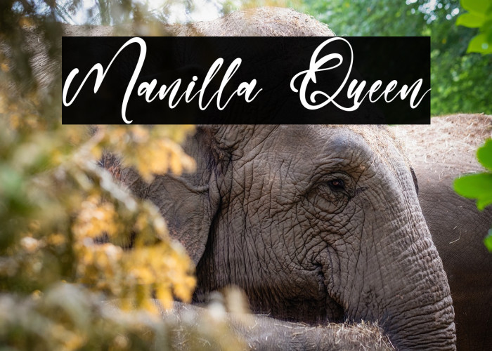 Manilla Queen Example 3