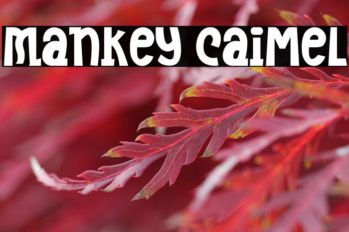 Mankey Caimel Example 2