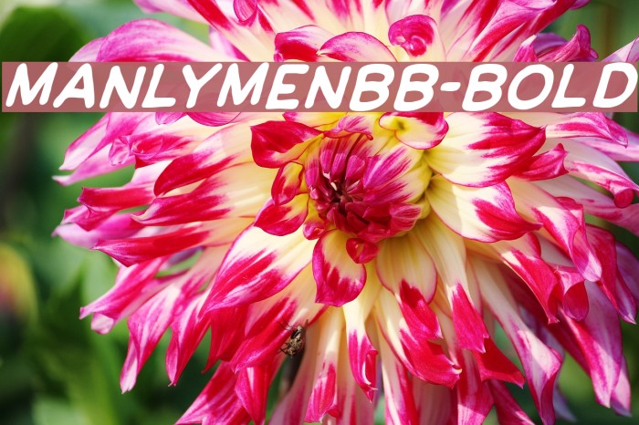 ManlyMenBB-Bold Font examples
