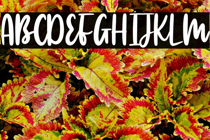 Manlyscript Example 1