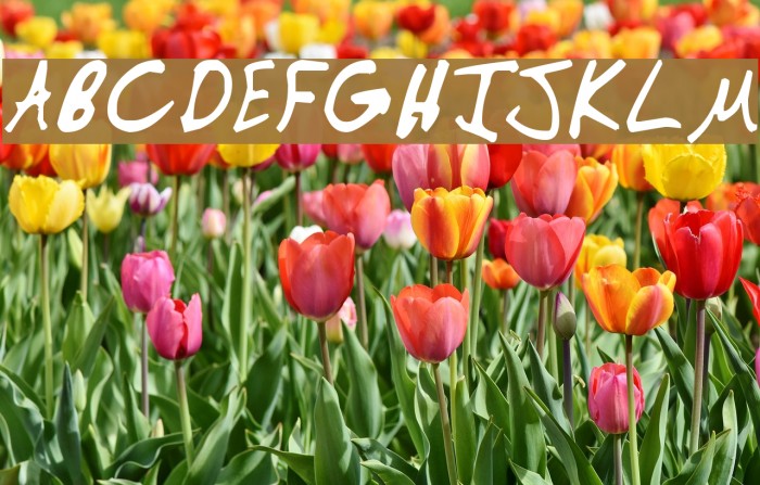 Manno Font examples