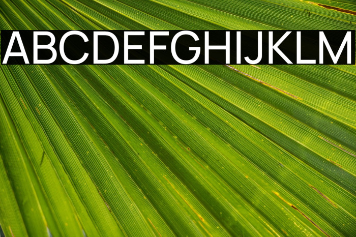 Manrope Medium Example 1