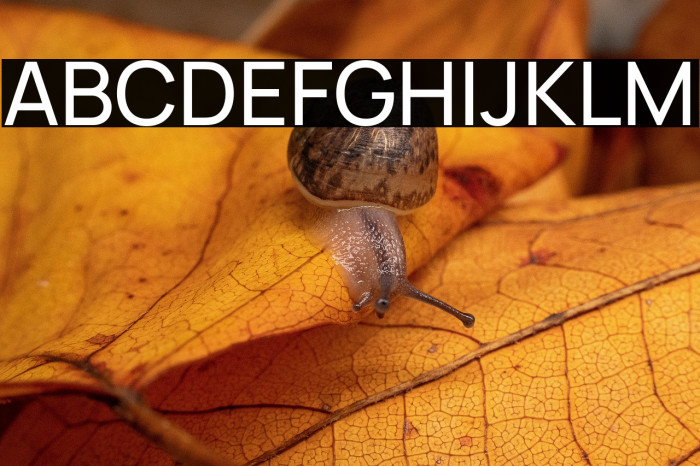 Manrope Medium Example 2