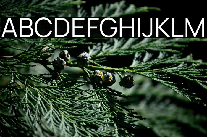 Manrope Regular Example 1