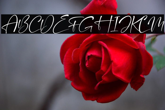 Mantilda Kristine Italic Example 3